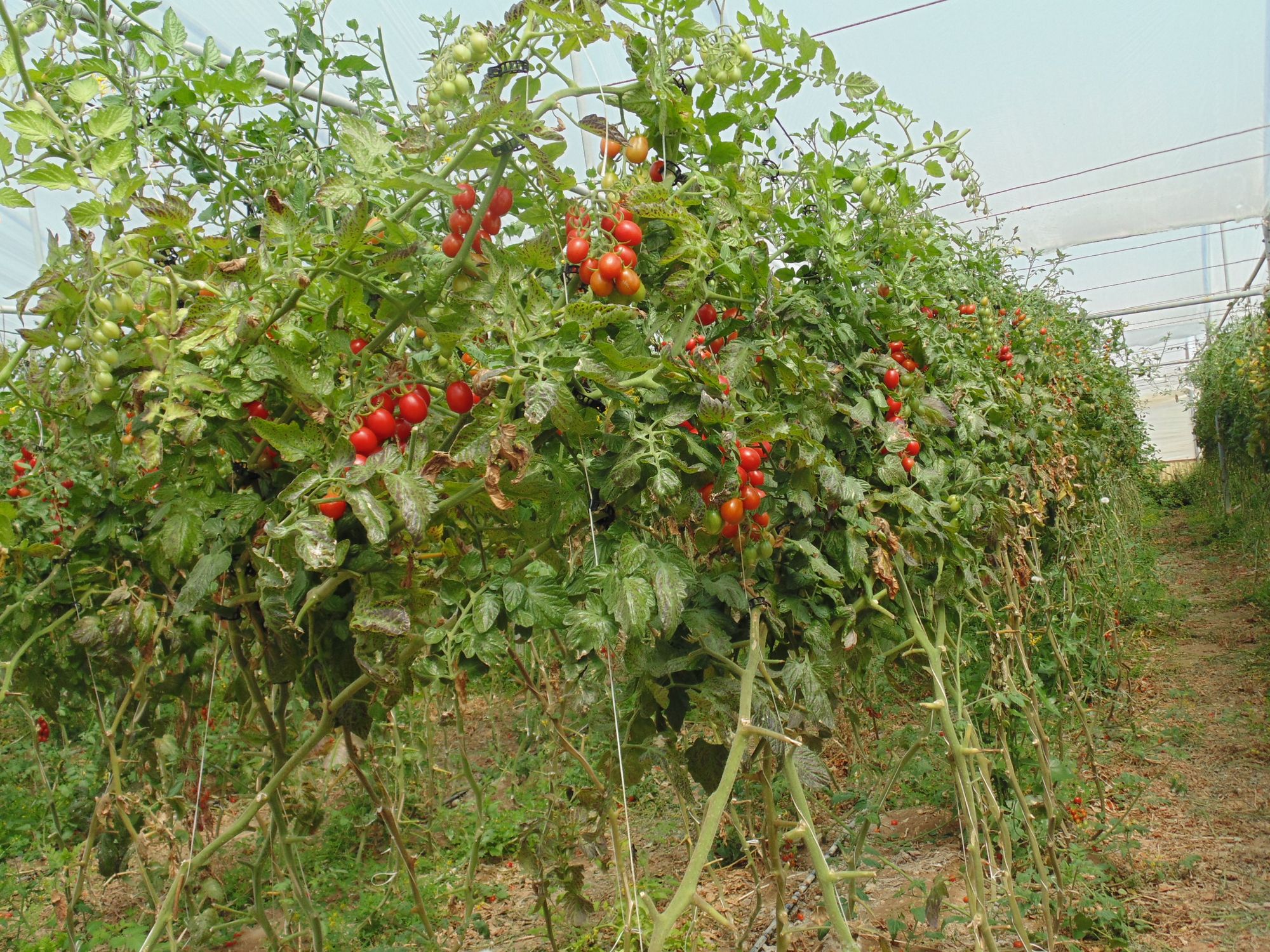 Terreno agricolo con  mq 14.000 di serre produttive e pozzo trivellato autonomo, in zona ad alta vocazione per la coltivazione del pomodoro,   ... 